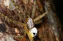 Cyrtophora_mollucensis_D7711_Z_89_The Gap_Australie